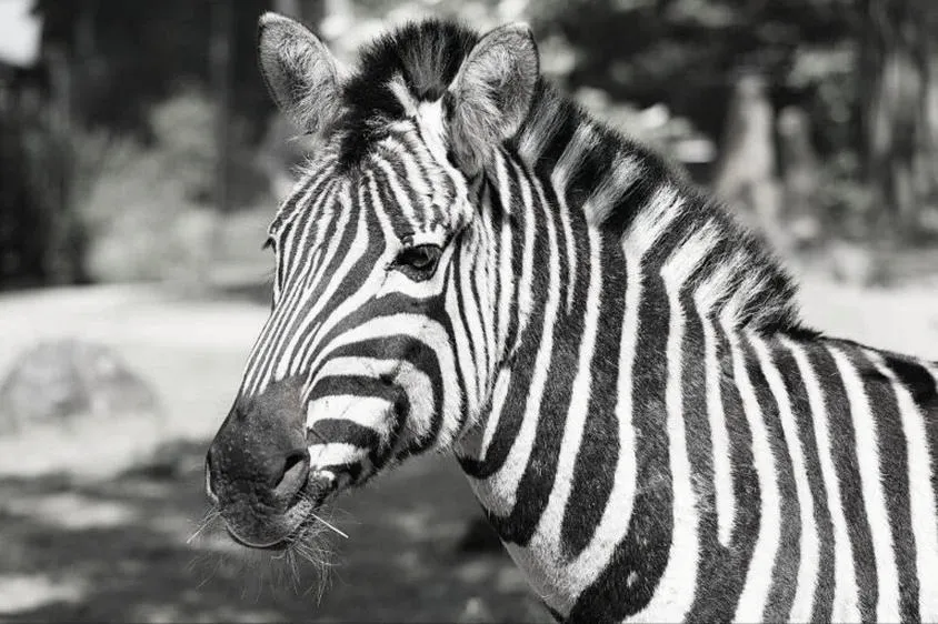 Jak zebra osiąga zawrotne prędkości podczas biegu?