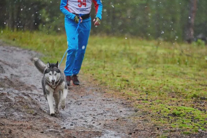 Aktywny trening z pupilem