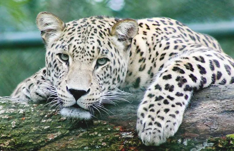 Lampart a gepard