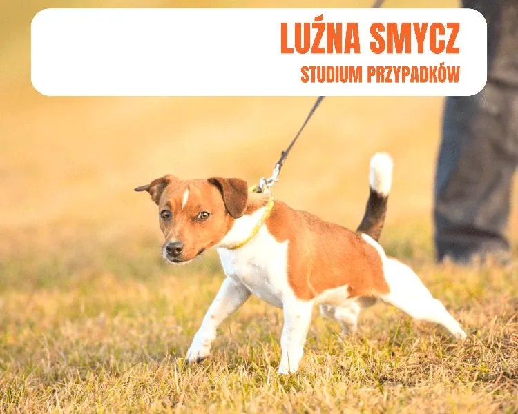 Nauka psa biegania