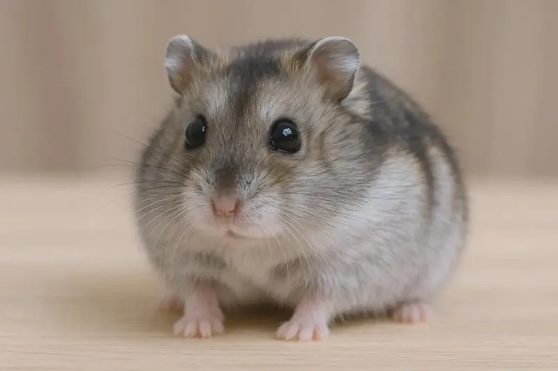Prędkość biegu chomika