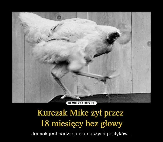 Reakcje organizmu kurczaka