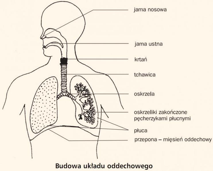 Wilgotność powietrza a oddychanie