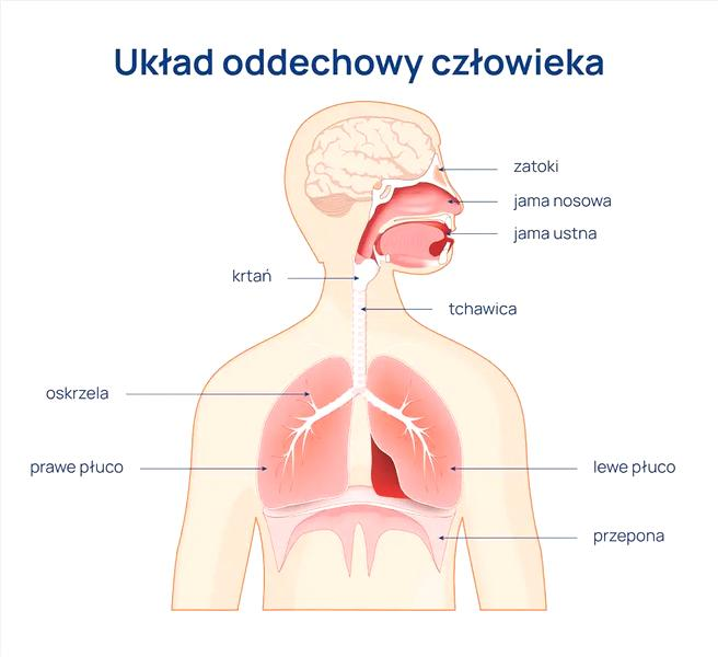 Wpływ wentylacji na oddychanie